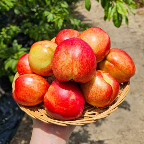 신비복숭아 1kg(9-10과 (7,700원) (무료)