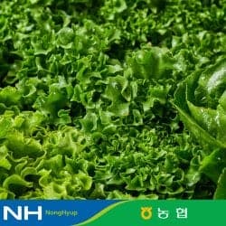 유러피안샐러드 4종 1kg 야채믹스
