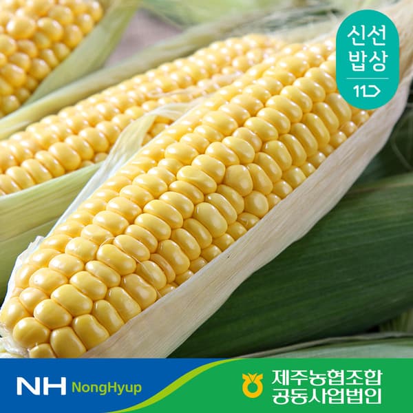 제주농협 초당옥수수 3kg 10개입 (15cm 이상) 15,100원