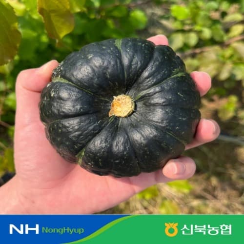 영암몰) 신북농협 미니밤호박 보우짱 하우스 2kg 13,520원 무배