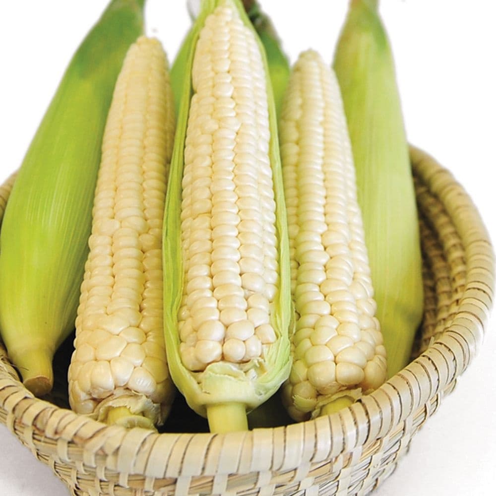 롯데온) 괴산 대학 찰옥수수 로얄과 11개 (16-20cm) 9290원