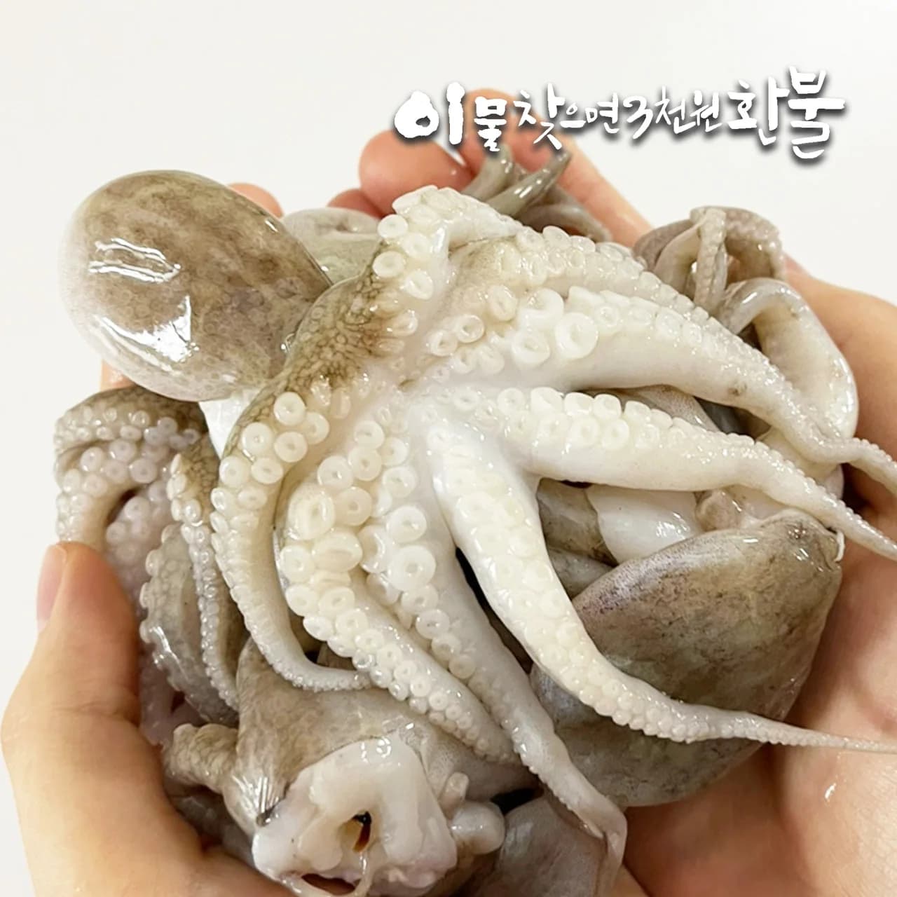코인딜) 가시없는 순살 고등어(6,927원) / 가시없는 갈치(11,453원) / 가시없는 가자미순살(6,548원)