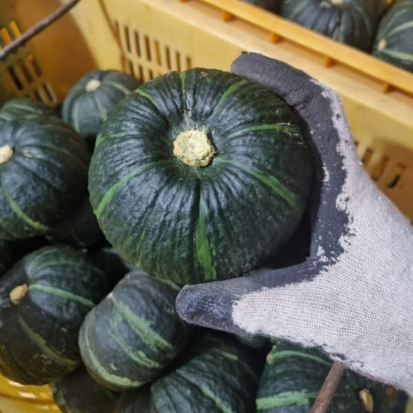 국내산 제주 미니 단호박 밤단호박 2kg(9,900원/무배)