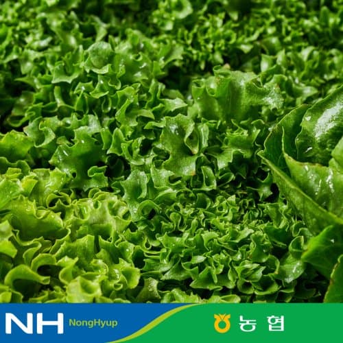 유러피안샐러드 채소 4종 1kg (3,950원/무료)5