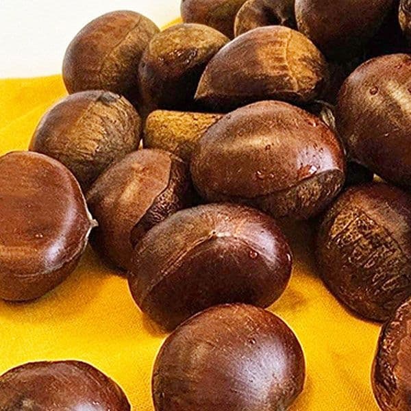고소하고 달콤한 2024년 햇 공주밤 2kg (10,900원/무배)2